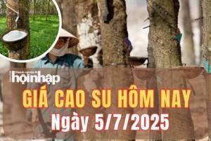 Giá cao su hôm nay 5/7/2025: Giá cao su trong nước ổn định, thế giới tăng giảm theo kỳ hạn