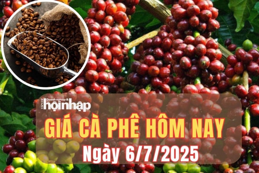 Giá cà phê hôm nay 6/7/2025: Giá cà phê nội địa vẫn giữ đà tăng
