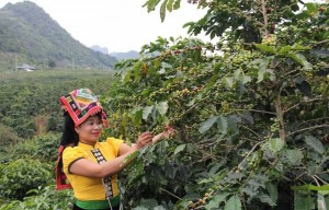 Sơn La hướng tới thương hiệu cà phê Arabica bền vững, giá trị cao