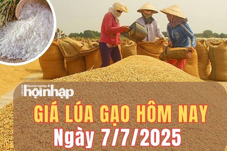 Giá lúa gạo hôm nay 7/7/2025: Giá lúa gạo trong nước và xuất khẩu đi ngang