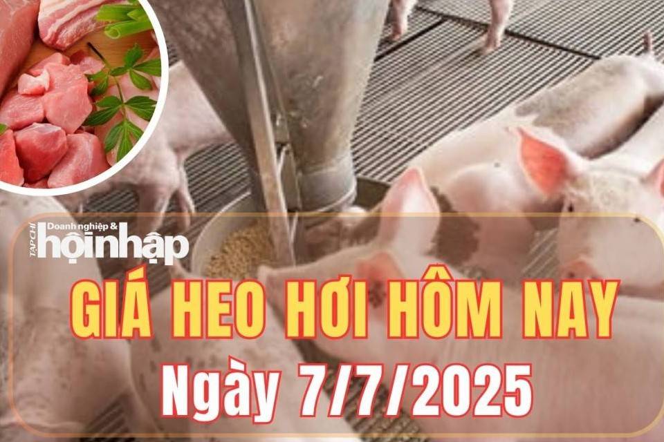 Giá heo hơi hôm nay 7/7/2025: Giá heo hơi ổn định trên toàn quốc
