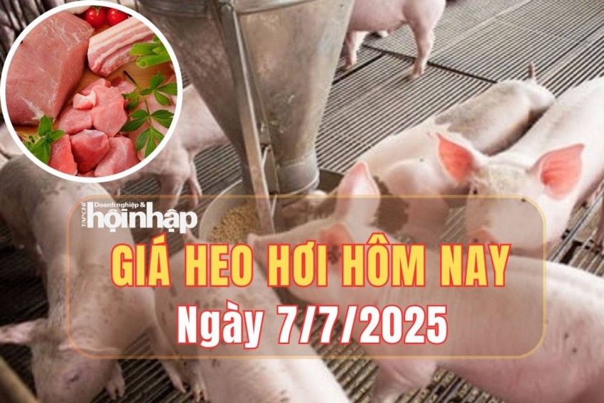 Giá heo hơi hôm nay 7/7/2025: Giá heo hơi ổn định trên toàn quốc