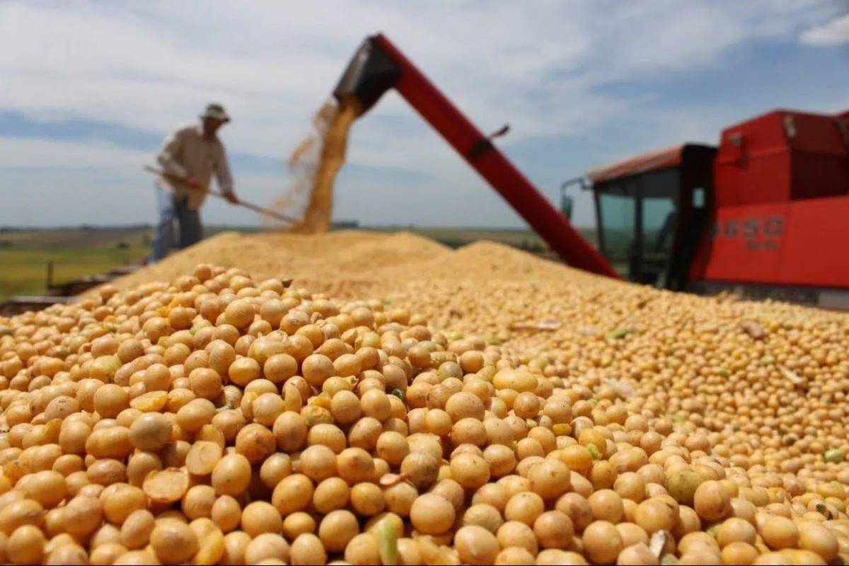 Sản lượng ngũ cốc toàn cầu năm 2025 có thể đạt kỷ lục mới
