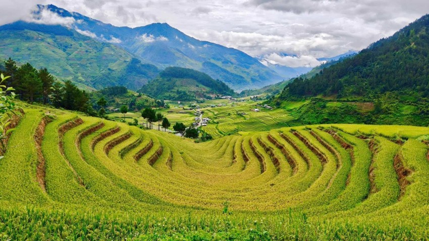 Lúa chín vàng trên ruộng bậc thang Hạnh Phúc vào đầu tháng 7-2025. Ảnh: Trần Quốc Đoàn