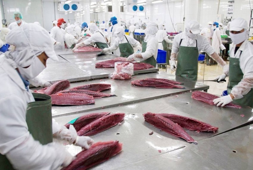 Cá ngừ Việt Nam khai phá thị trường Litva: Tín hiệu tích cực từ cửa ngõ Trung – Đông Âu