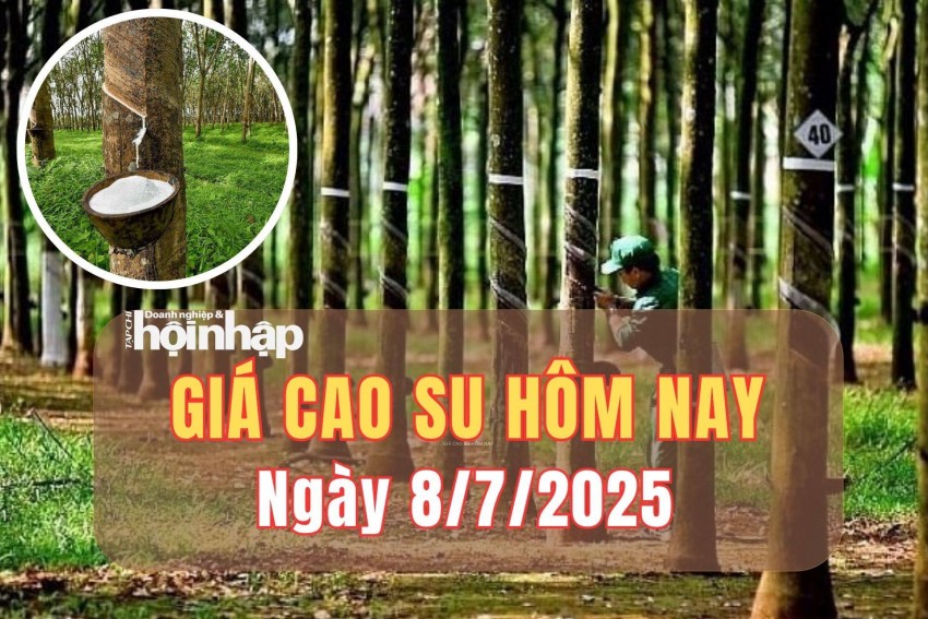 Giá cao su hôm nay 8/7/2025: Giá cao su thế giới đảo chiều giảm nhẹ 