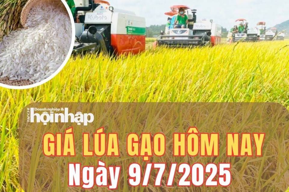 Giá lúa gạo hôm nay 9/7/2025: Giá lúa tăng nhẹ, giá gạo tăng giảm trái chiều