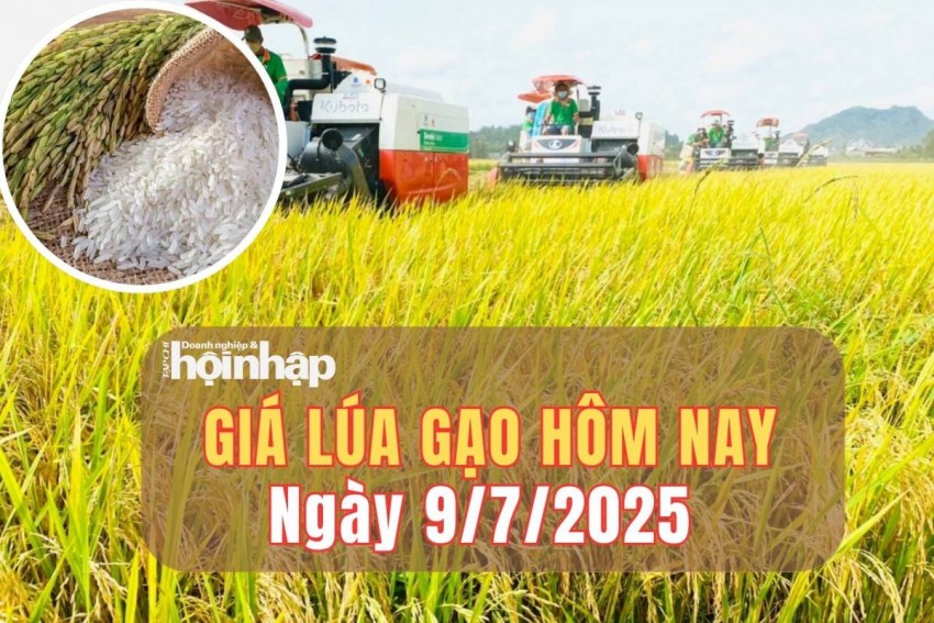 Giá lúa gạo hôm nay 9/7/2025: Giá lúa tăng nhẹ, giá gạo tăng giảm trái chiều 