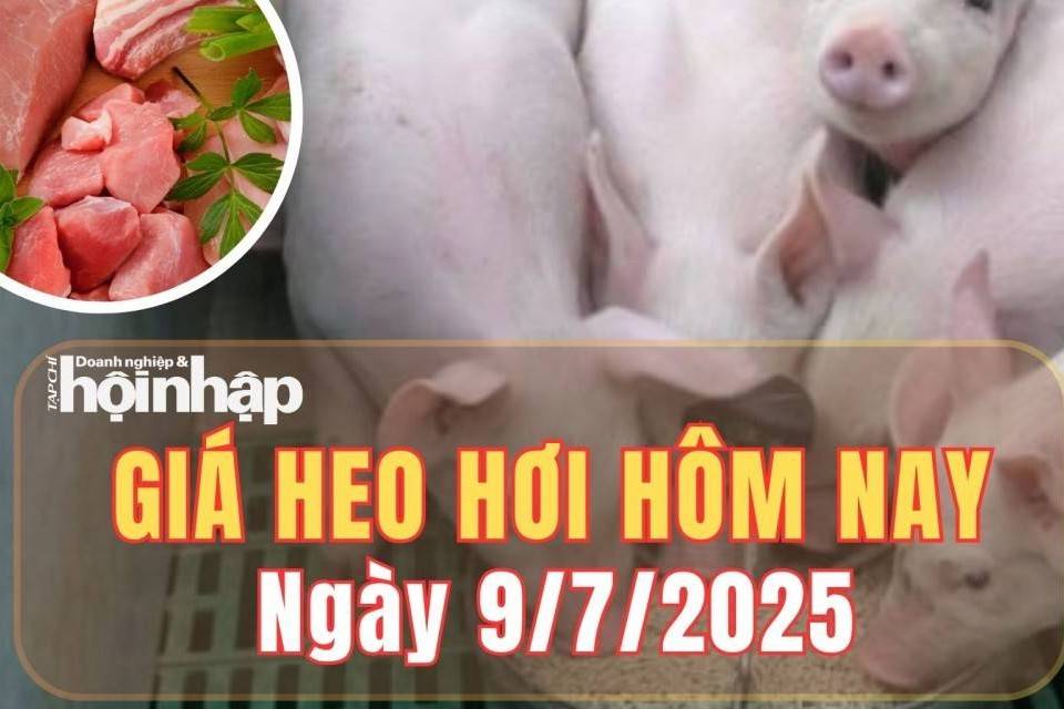 Giá heo hơi hôm nay 9/7/2025: Giá heo hơi trên toàn quốc tiếp đà giảm, miền Trung chạm đáy 64.000 đồng/kg