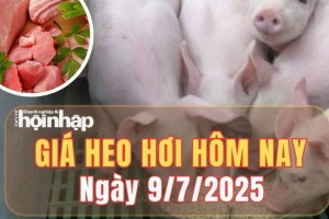 Giá heo hơi hôm nay 9/7/2025: Giá heo hơi trên toàn quốc tiếp đà giảm, miền Trung chạm đáy 64.000 đồng/kg