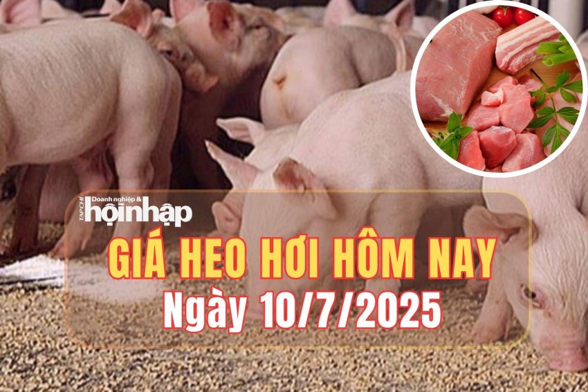Giá heo hơi hôm nay 10/7/2025: Giá heo hơi tại miền Bắc giảm nhẹ