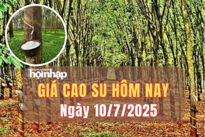 Giá cao su hôm nay 10/7/2025: Giá cao su trong nước đi ngang