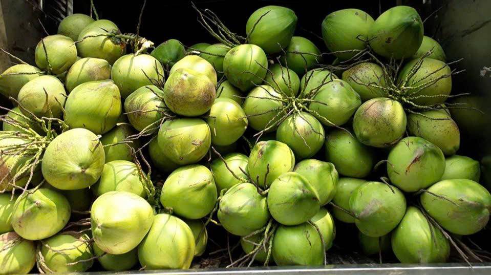 Vĩnh Long sẽ trở thành tỉnh có vùng nguyên liệu dừa lớn nhất nước với tổng diện tích hơn 100.000 ha