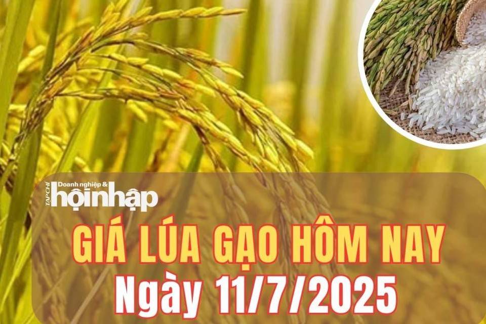 Giá lúa gạo hôm nay 11/7/2025: Giá lúa lúa tươi tăng nhẹ, gạo nội địa ổn định