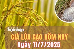 Giá lúa gạo hôm nay 11/7/2025: Giá lúa lúa tươi tăng nhẹ, gạo nội địa ổn định