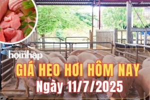 Giá heo hơi hôm nay 11/7/2025: Tại miền Bắc, giá heo hơi tiếp đà giảm nhẹ