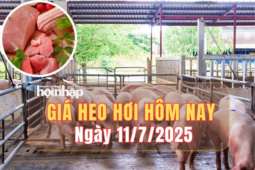 Giá heo hơi hôm nay 11/7/2025: Tại miền Bắc, giá heo hơi tiếp đà giảm nhẹ