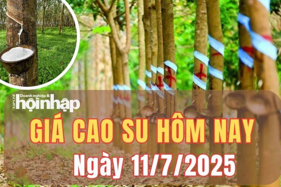 Giá cao su hôm nay 11/7/2025: Giá cao su thế giới biến động nhẹ theo kỳ hạn