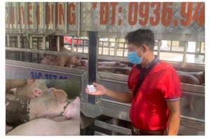 Phát hiện vụ vận chuyển lợn nhiễm dịch tả Châu Phi từ Phú Thọ về Hải Phòng