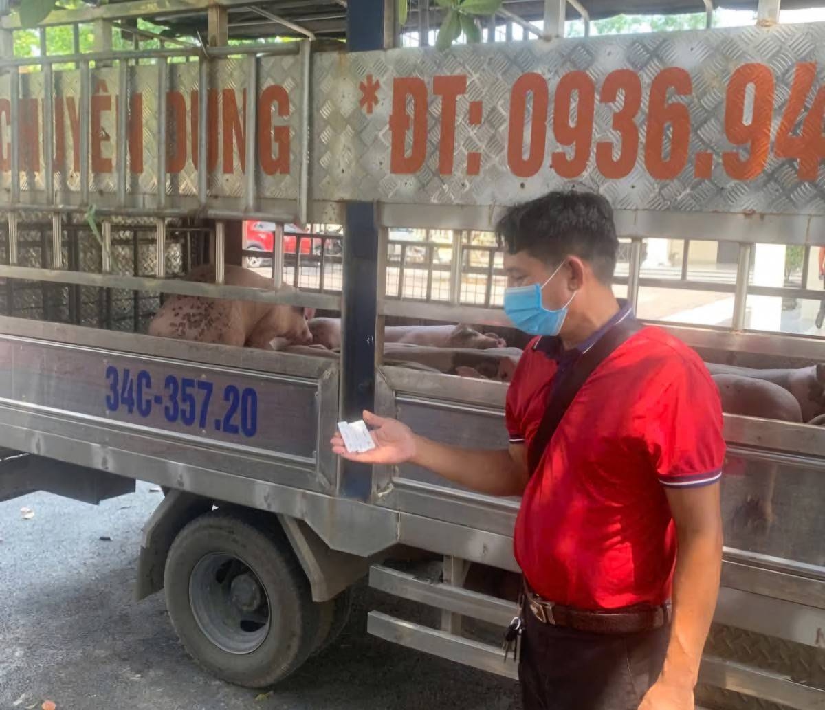 Phát hiện vụ vận chuyển lợn nhiễm dịch tả Châu Phi từ Phú Thọ về Hải Phòng