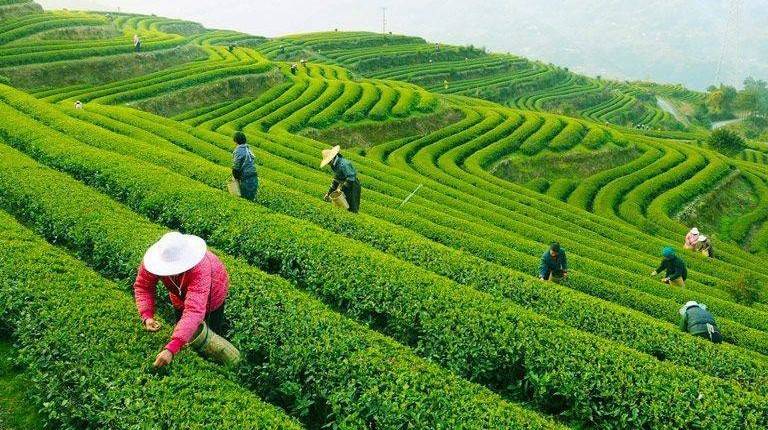 Thái Nguyên: Nông nghiệp bứt phá nhờ chuyển đổi số và phát triển hữu cơ