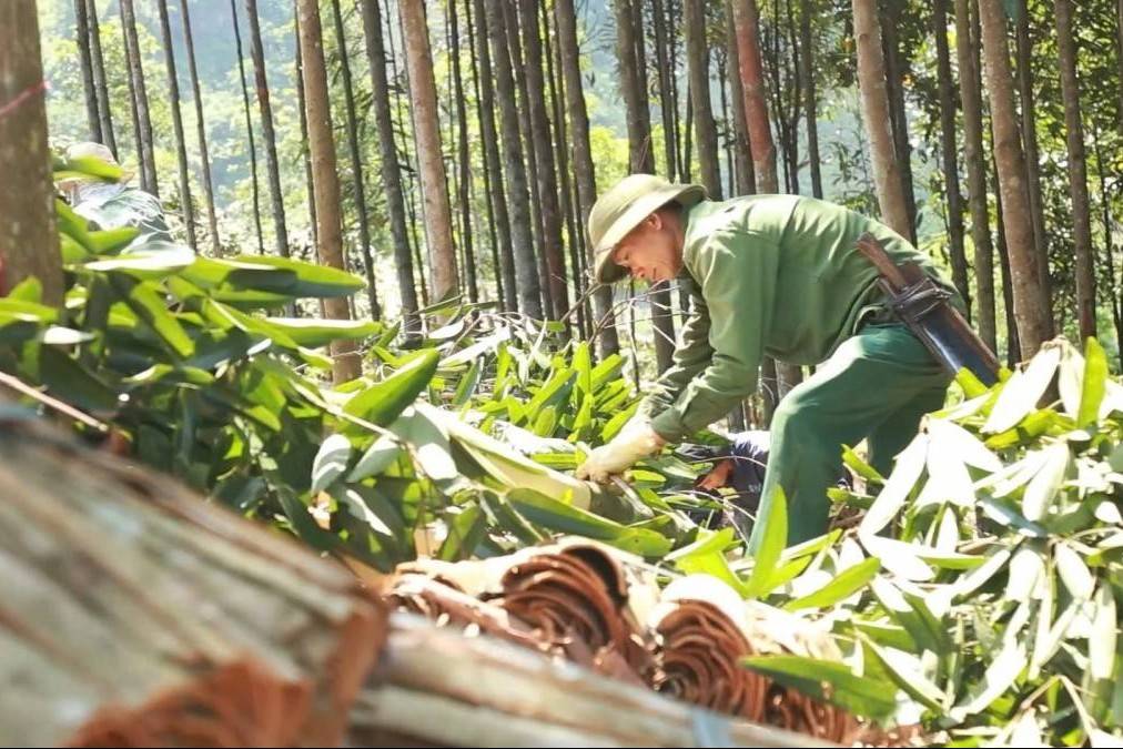Lào Cai: Thu trên 2.400 tỷ đồng từ rừng