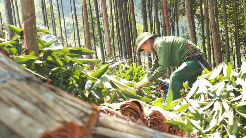 Lào Cai: Thu trên 2.400 tỷ đồng từ rừng