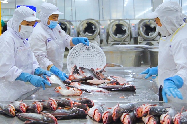 Mảng xuất khẩu cá tra của Tập đoàn Sao Mai đứng trước vận hội mới