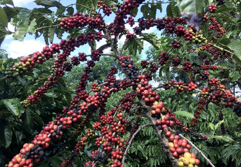 Giá cà phê tăng mạnh sau đe dọa thuế 50% của Mỹ với Brazil