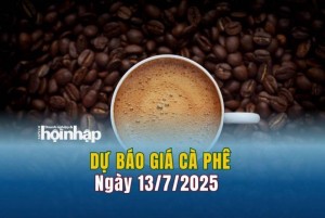 Dự báo giá cà phê 13/7: Giá cà phê trong nước có xu hướng tăng "vọt"