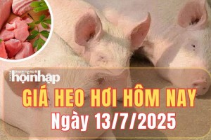 Giá heo hơi hôm nay 13/7/2025: Giá heo hơi giảm nhẹ tại một số tỉnh phía Bắc và miền Trung