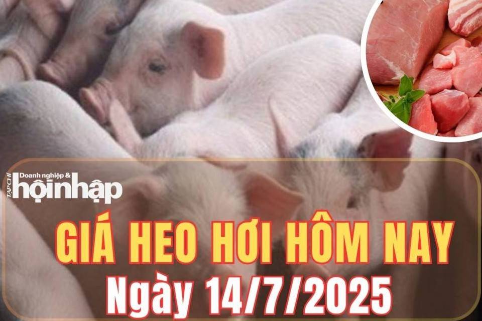 Giá heo hơi hôm nay 14/7/2025: Giá heo hơi giảm nhẹ tại miền Bắc, giữ ổn định ở miền Trung và miền Nam