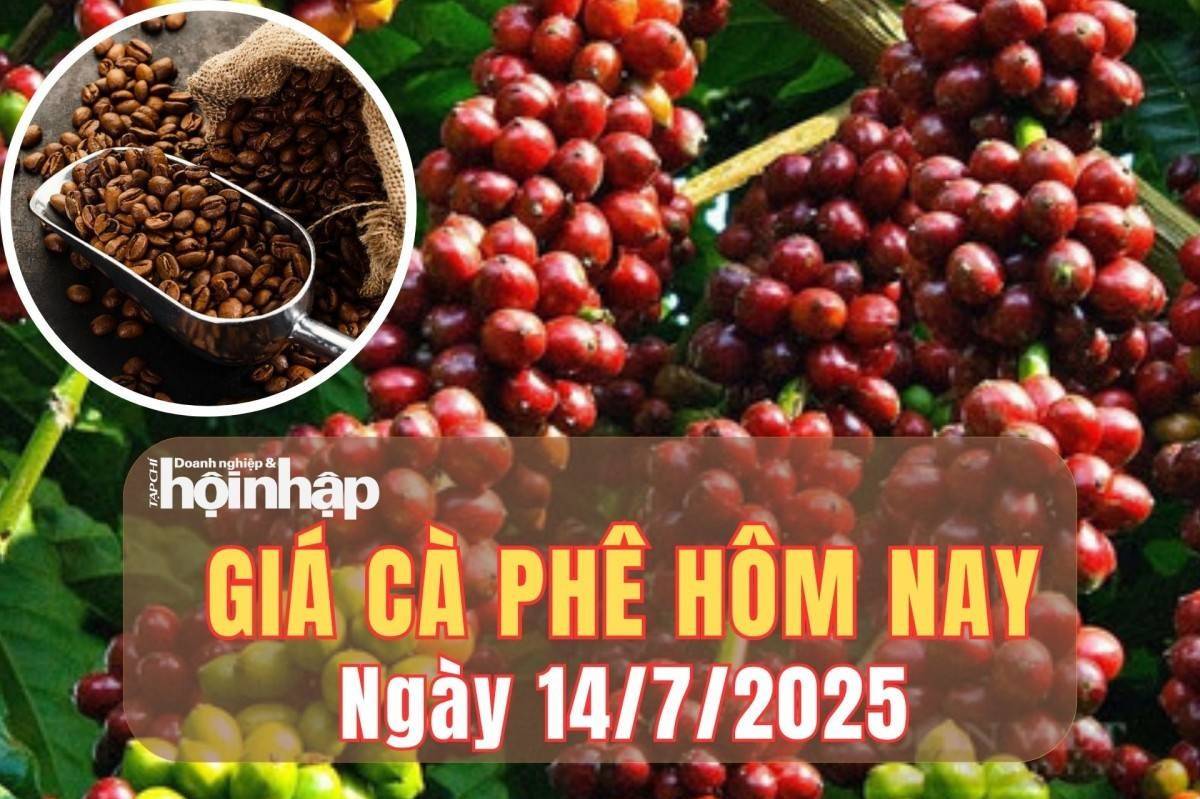 Giá cà phê hôm nay 14/7/2025: Giá cà phê nội địa giảm sâu nhất trong 16 tháng