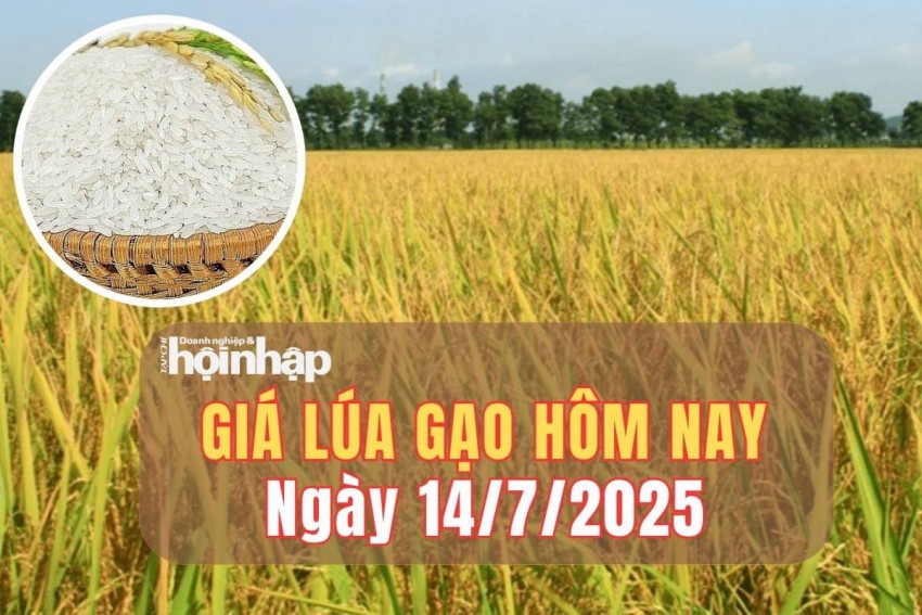 Giá lúa gạo hôm nay 14/7/2025: Giá lúa gạo đi ngang trong phiên đầu tuần