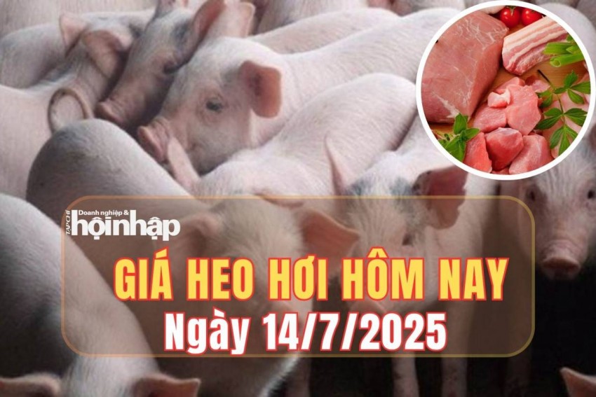 Giá heo hơi hôm nay 14/7/2025: Giá heo hơi giảm nhẹ tại miền Bắc, giữ ổn định ở miền Trung và miền Nam