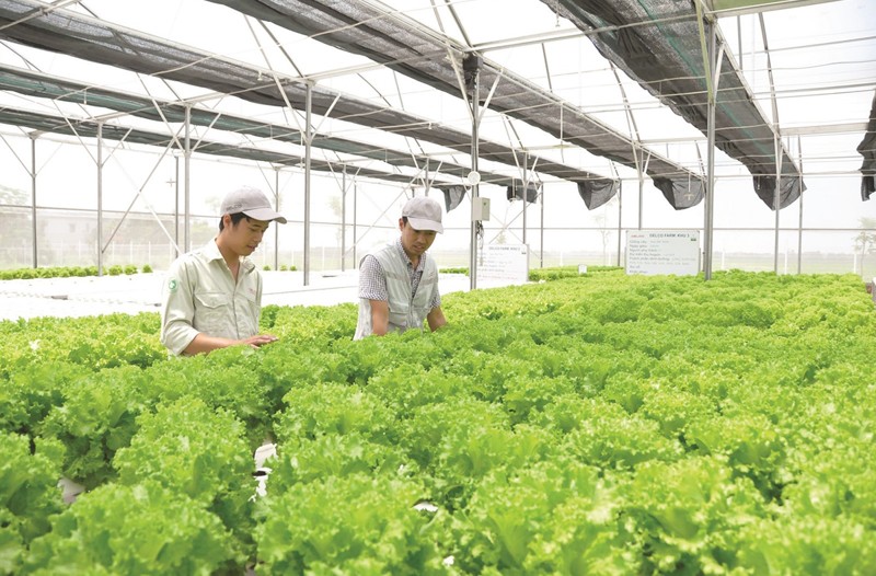 Miễn thuế đất: Cú hích mới cho tái cơ cấu nông nghiệp Việt Nam