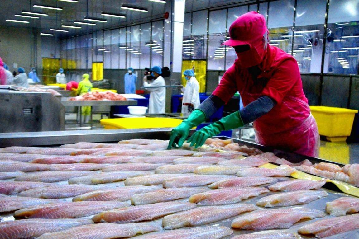 Xuất khẩu cá tra sang Mỹ tăng tốc nhưng phía sau là nỗi lo thuế quan