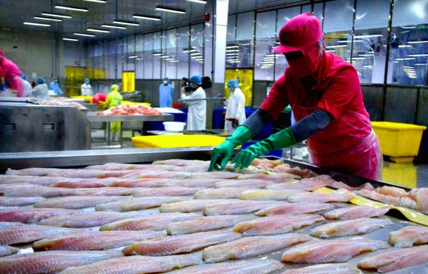 Xuất khẩu cá tra sang Mỹ tăng tốc nhưng phía sau là nỗi lo thuế quan