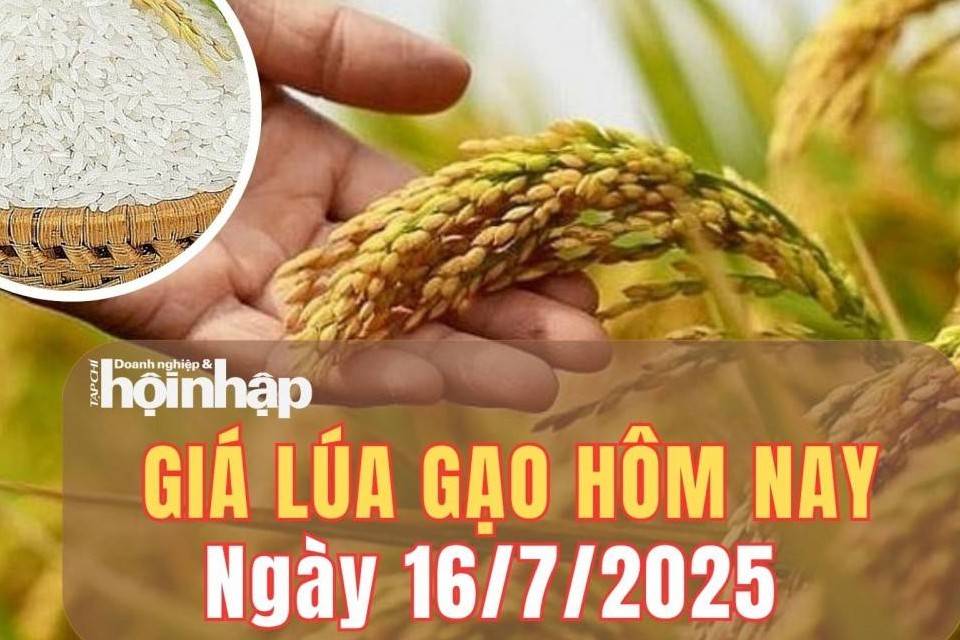 Giá lúa gạo hôm nay 16/7/2025: Giá gạo xuất khẩu chịu sức ép giảm