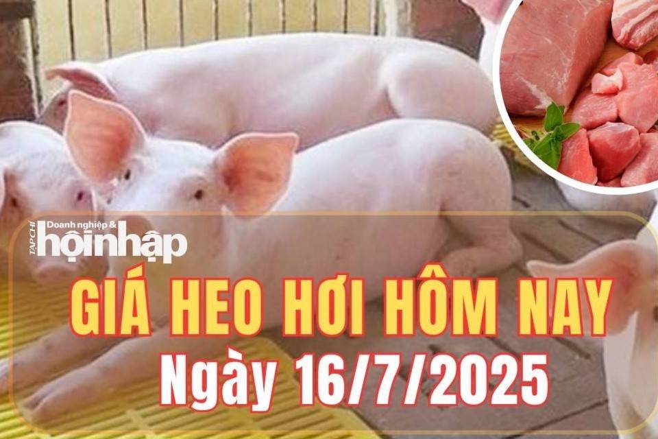 Giá heo hơi hôm nay 16/7/2025: Giá heo hơi giảm tại miền Bắc và miền Trung, miền Nam giữ giá đi ngang