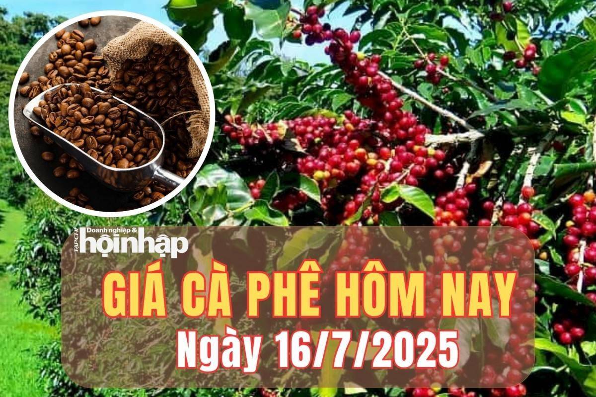 Giá cà phê hôm nay 16/7/2025: Giá cà phê trong nước bật tăng sốc