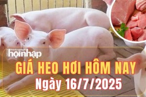 Giá heo hơi hôm nay 16/7/2025: Giá heo hơi giảm tại miền Bắc và miền Trung, miền Nam giữ giá đi ngang