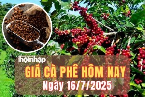 Giá cà phê hôm nay 16/7/2025: Giá cà phê trong nước bật tăng sốc