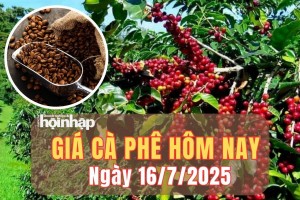 Giá cà phê hôm nay 16/7/2025: Giá cà phê trong nước bật tăng sốc