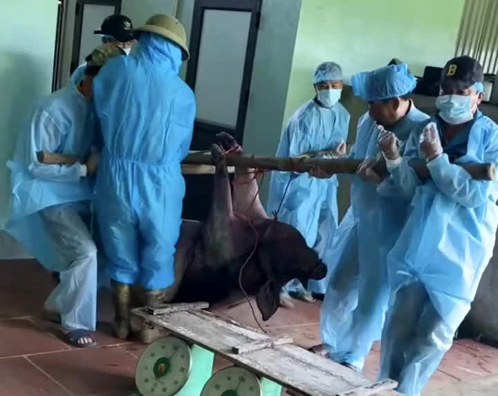 Phú Thọ: Dịch tả lợn châu Phi lan rộng, hơn 1.300 con bị tiêu huỷ