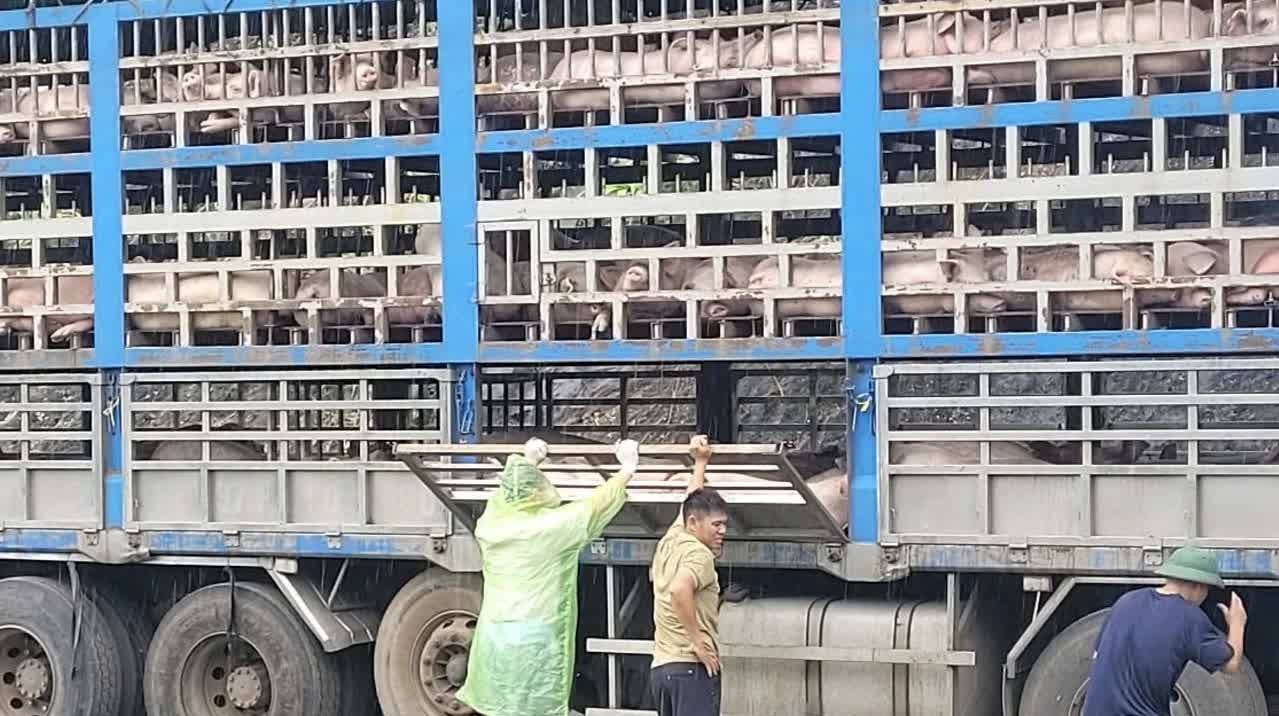 Phú Thọ: Dịch tả lợn châu Phi lan rộng, hơn 1.300 con bị tiêu huỷ