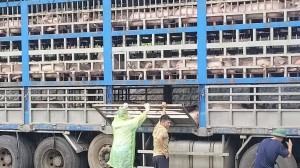 Phú Thọ: Dịch tả lợn châu Phi lan rộng, hơn 1.300 con bị tiêu huỷ