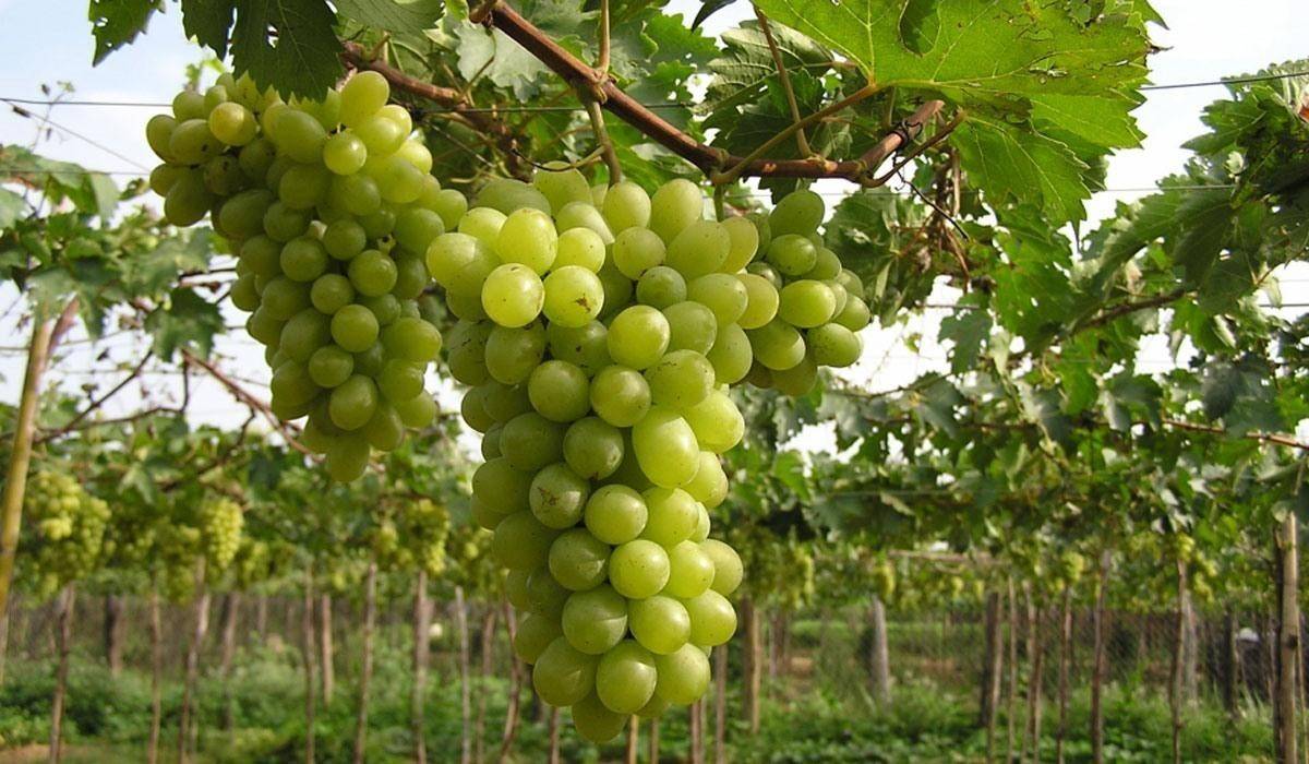 Tài nguyên biển, đảo “chìa khóa” mở cửa cho du lịch Khánh Hòa cất cánh