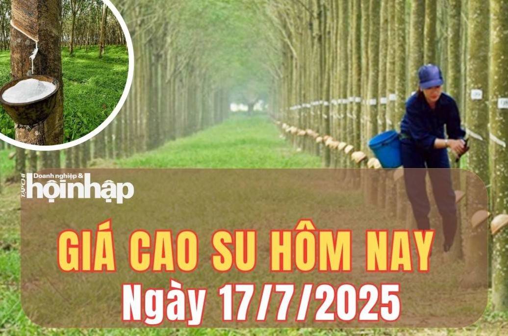 Giá cao su hôm nay 17/7/2025: Giá cao su thế giới diễn biến lệch chiều tại các kỳ hạn