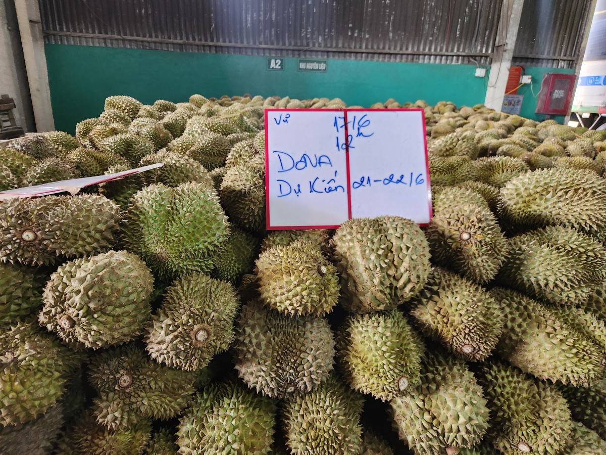 Đắk Lắk tích cực xác định “vùng an toàn” cho mùa vụ sầu riêng 2025